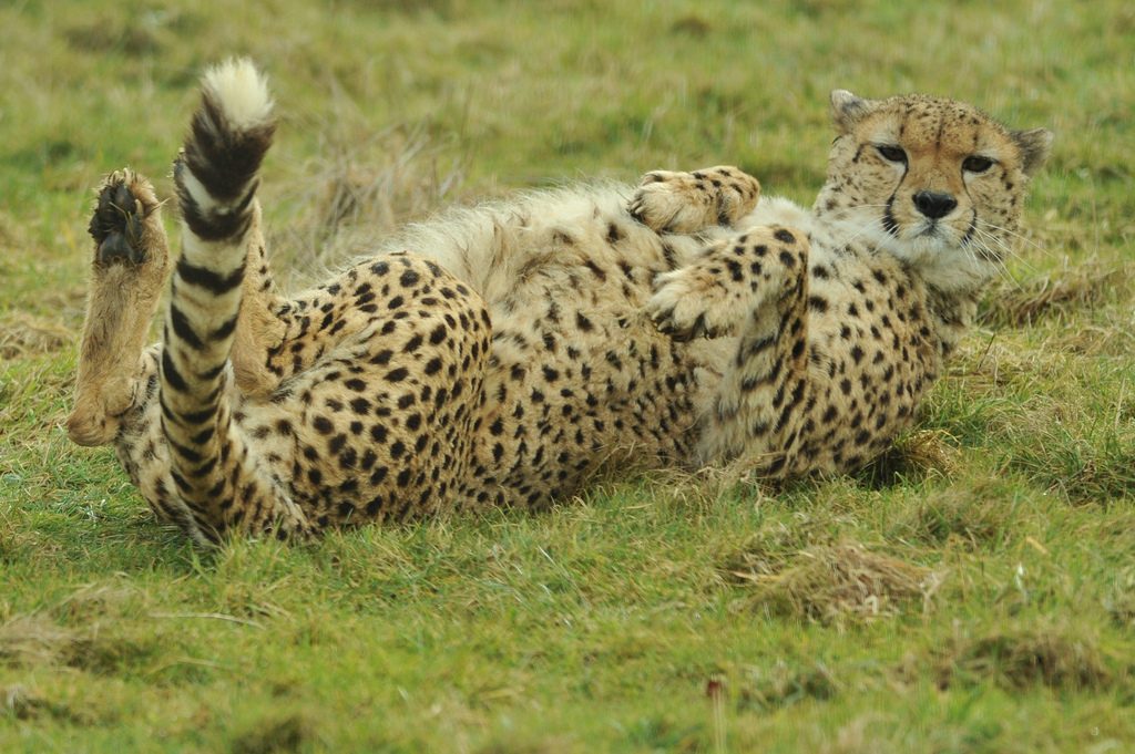 A typical cheetah, laying on its back.
